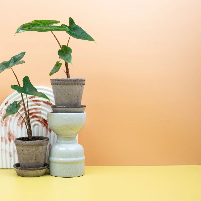 ALOCASIA TIGRINA