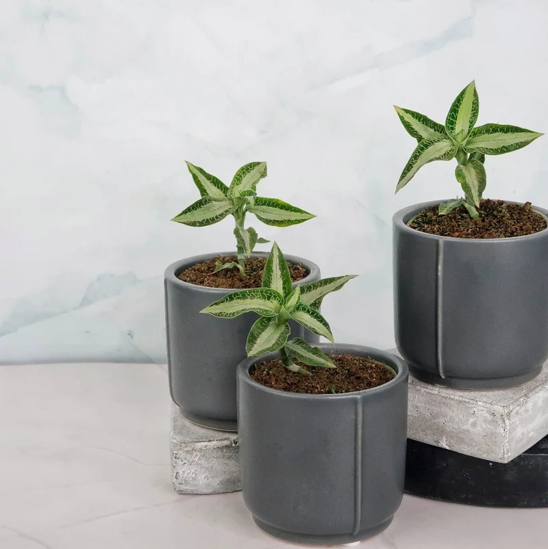 JEWEL ORCHID ASPIDOGYNE ARGENTEA
