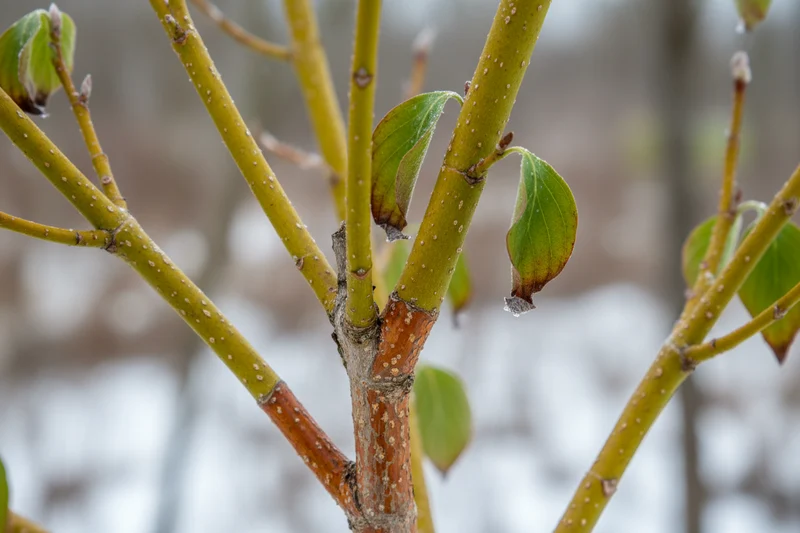 Gelbholz-Hartriegel 'Flaviramea' / Cornus sericea 'Flaviramea'