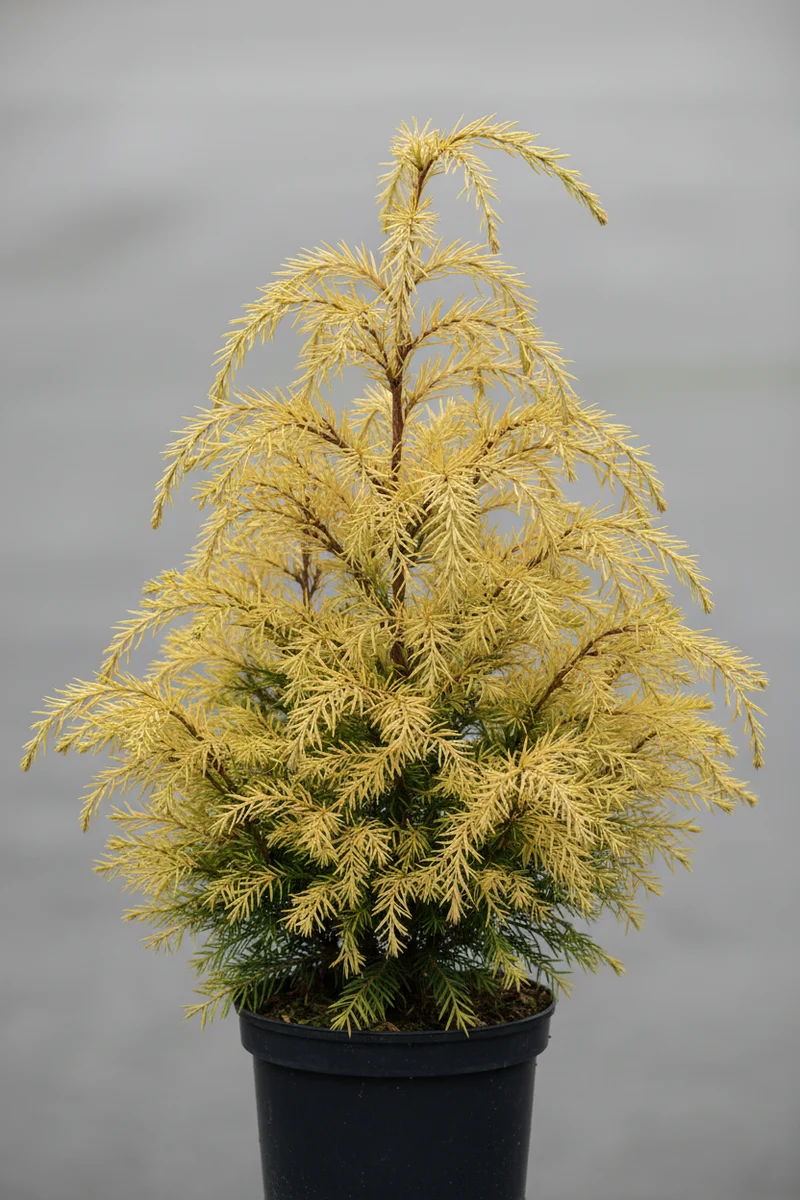 Gelbe Fadenzypresse 'Sungold' / Chamaecyparis pisifera 'Sungold'
