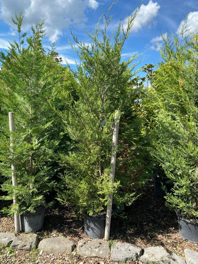 Gelbe Baumzypresse 'Castlewellan Gold' / Cupressocyparis leylandii 'Castlewellan Gold'