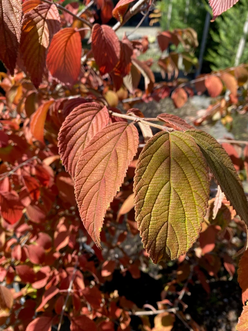 Japanischer Etagen-Schneeball 'Watanabe' / Viburnum plicatum 'Watanabe'