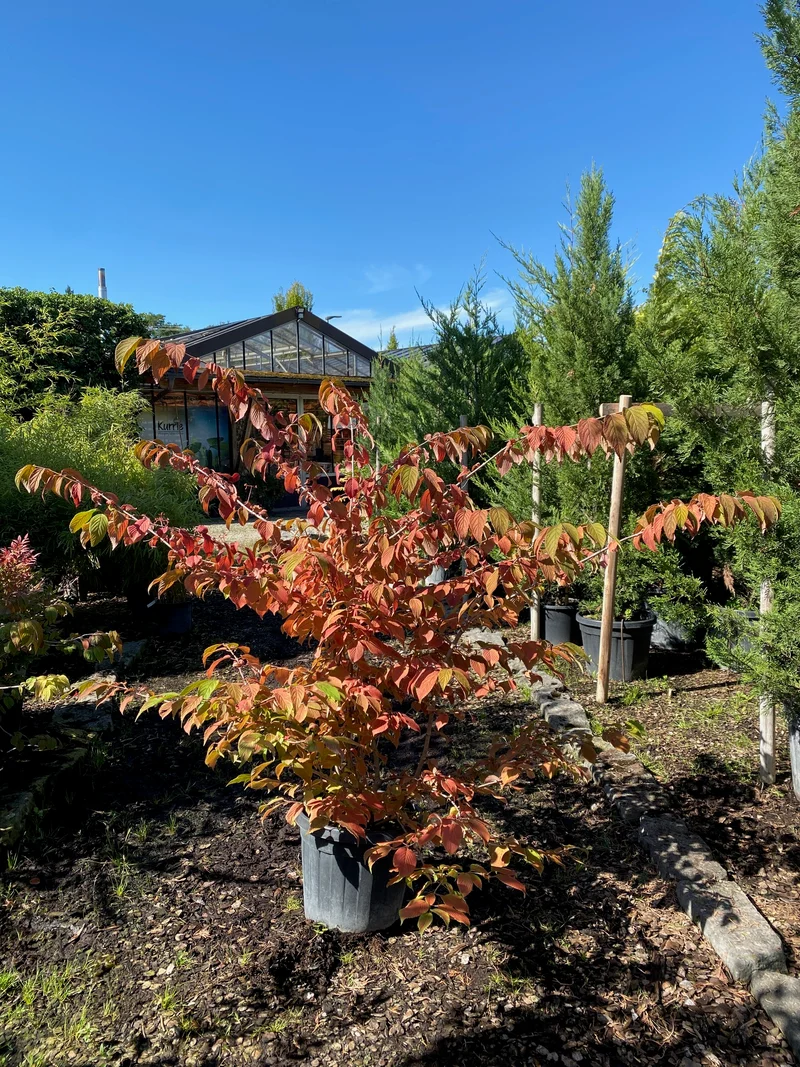 Japanischer Etagen-Schneeball 'Watanabe' / Viburnum plicatum 'Watanabe'
