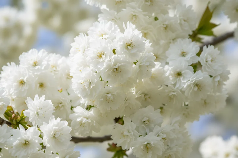 Gefülltblühende Vogelkirsche 'Plena' / Prunus avium 'Plena'