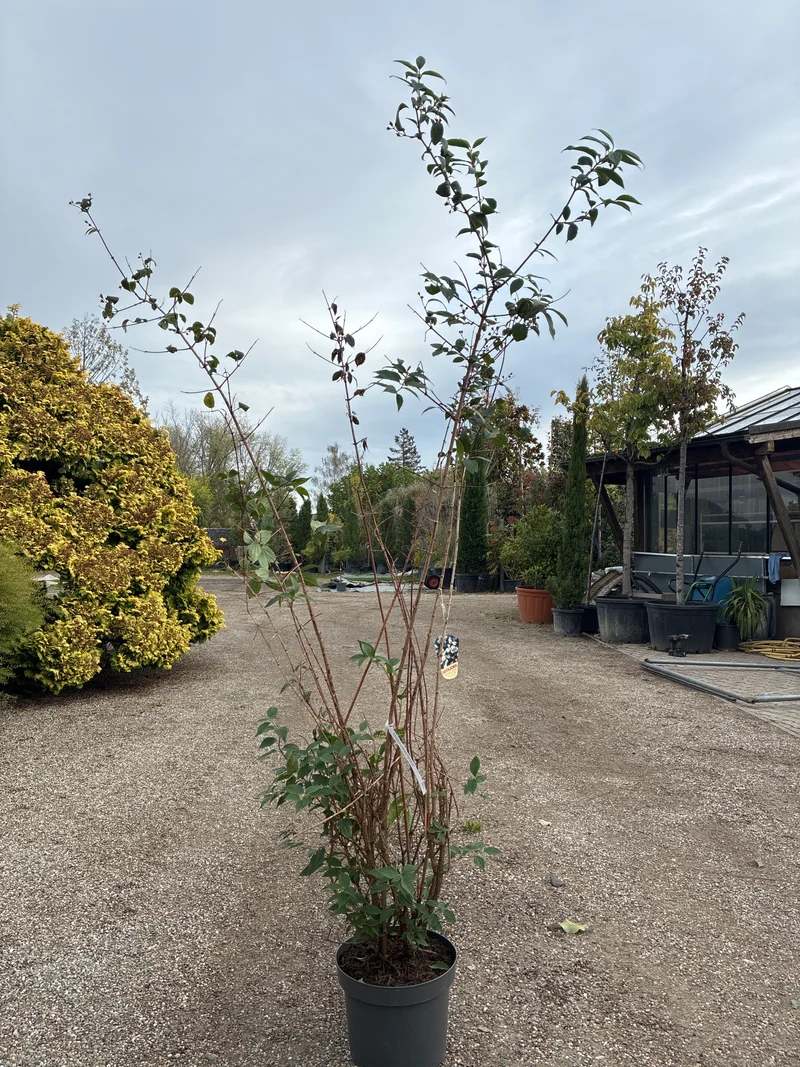 Gartenjasmin 'Schneesturm' / Philadelphus 'Schneesturm'