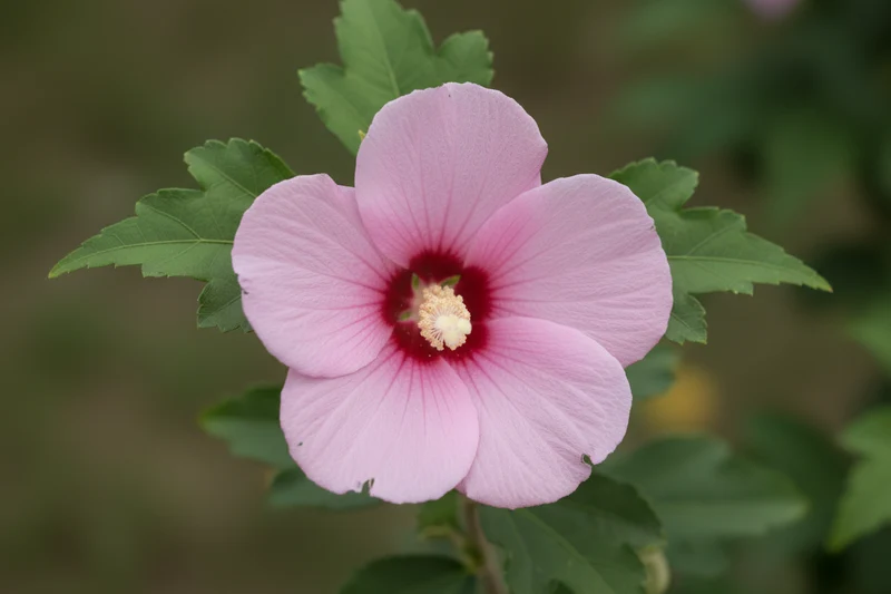 Garteneibisch 'Woodbridge' / Hibiscus syriacus 'Woodbridge', Stamm