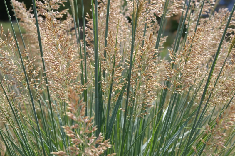 Garten-Ruten-Hirse 'Northwind' / Panicum virgatum 'Northwind'