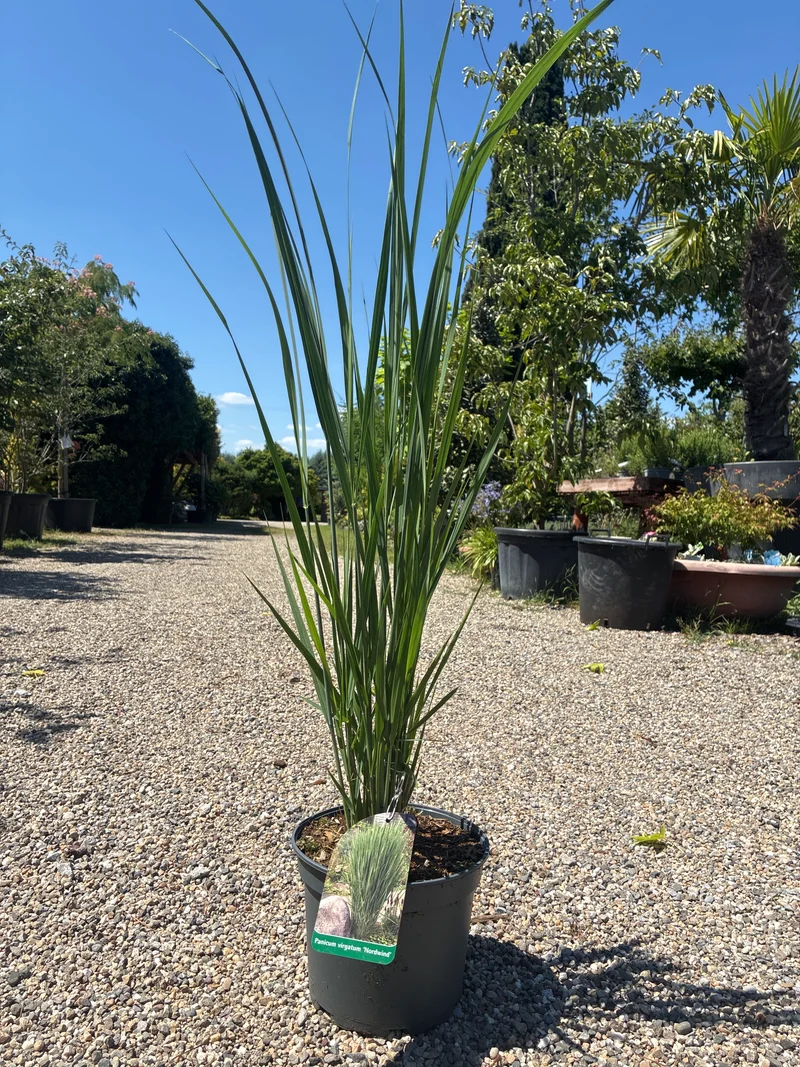 Garten-Ruten-Hirse 'Northwind' / Panicum virgatum 'Northwind'