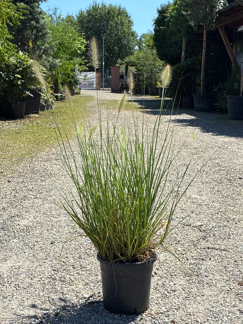 Garten-Federborstengras 'Hameln' / Pennisetum alopecuroides 'Hameln'