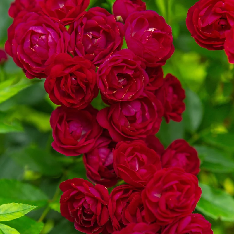 Ramblerrose 'Perennial Domino®'