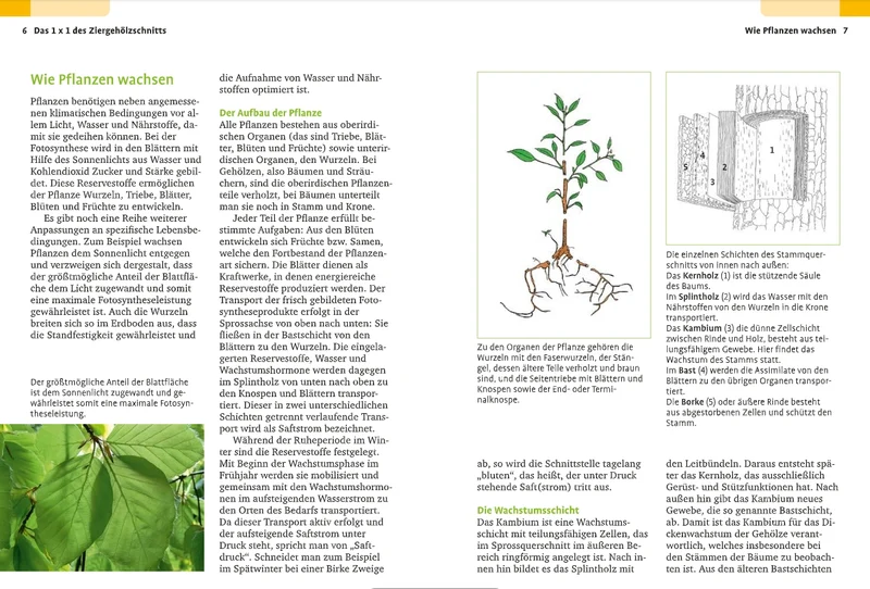 Handbuch Pflanzenschnitt | Alle Schnittmaßnahmen für Gartengehölze