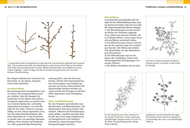 Handbuch Pflanzenschnitt | Alle Schnittmaßnahmen für Gartengehölze