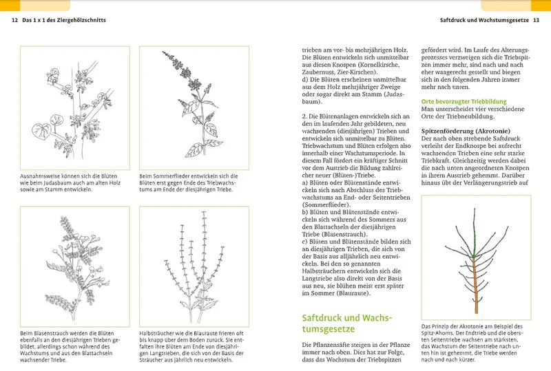 Handbuch Pflanzenschnitt | Alle Schnittmaßnahmen für Gartengehölze