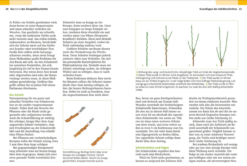 Handbuch Pflanzenschnitt | Alle Schnittmaßnahmen für Gartengehölze