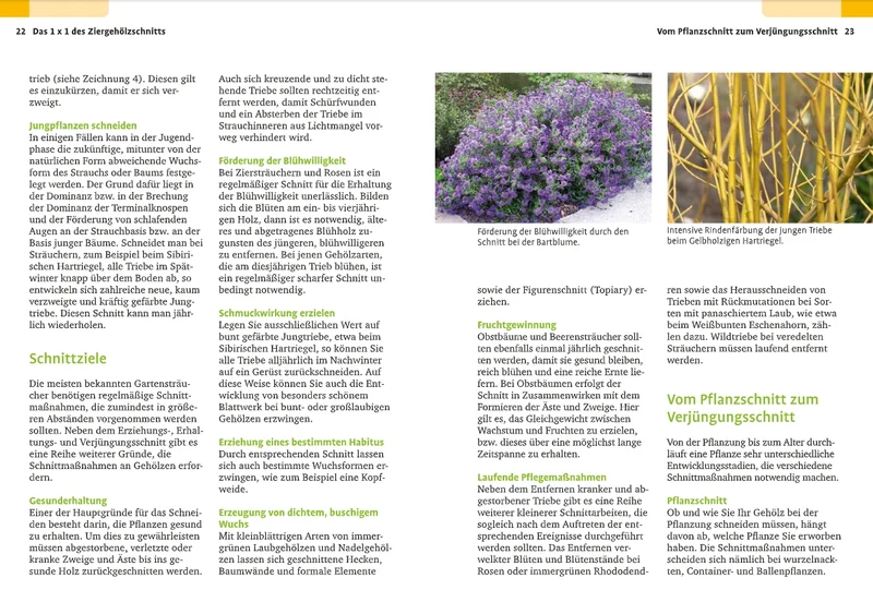 Handbuch Pflanzenschnitt | Alle Schnittmaßnahmen für Gartengehölze