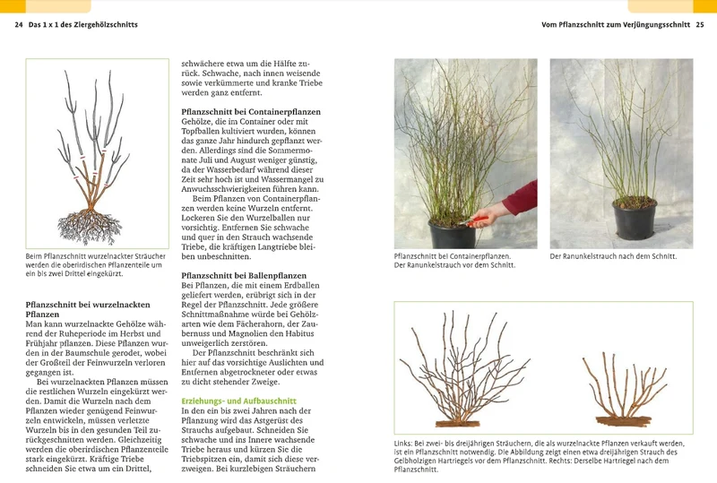 Handbuch Pflanzenschnitt | Alle Schnittmaßnahmen für Gartengehölze