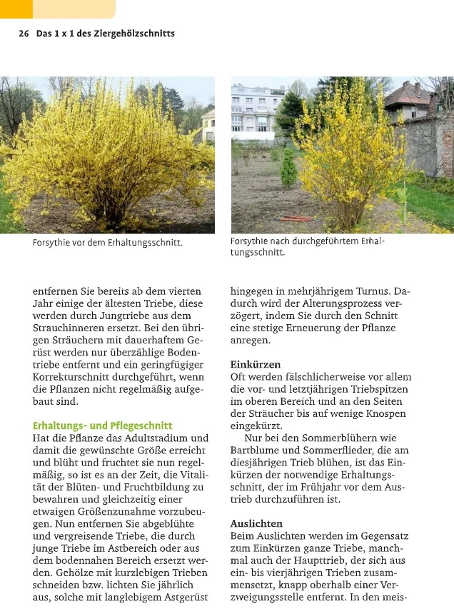 Handbuch Pflanzenschnitt | Alle Schnittmaßnahmen für Gartengehölze