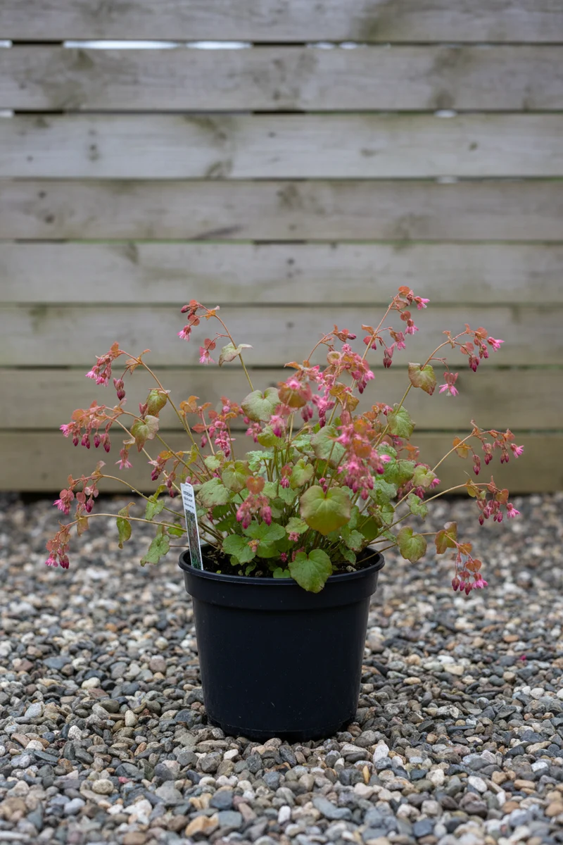 Garten-Elfenblume / Epimedium x rubrum