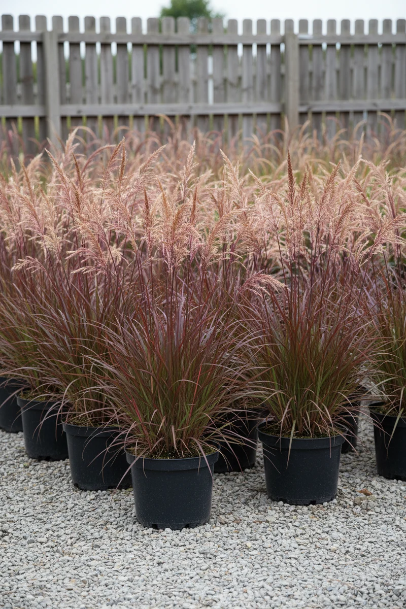 Garten-Chinaschilf 'Red Chief' / Miscanthus sinensis 'Red Chief'