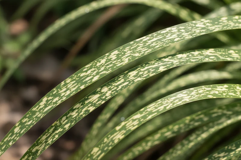 Garten-Chinaschilf 'Little Zebra'® / Miscanthus sinensis 'Little Zebra'®