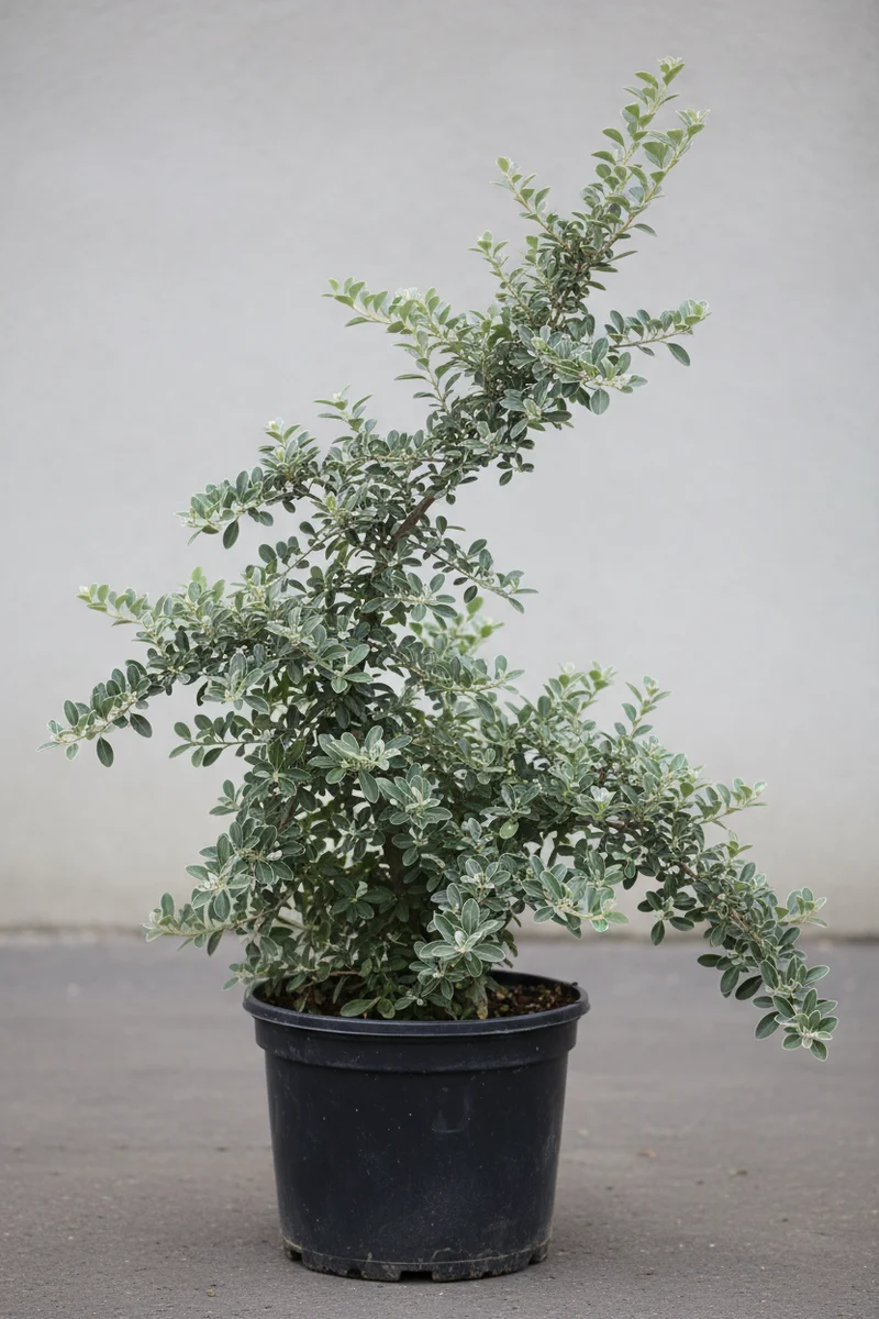 Fruchtmispel / Cotoneaster franchetii
