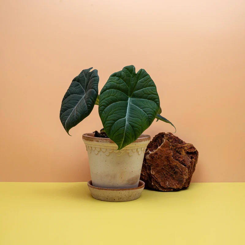 ALOCASIA MAHARANI