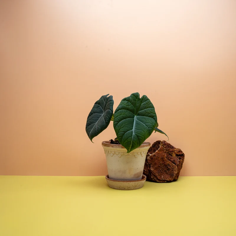 ALOCASIA MAHARANI