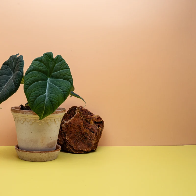 ALOCASIA MAHARANI