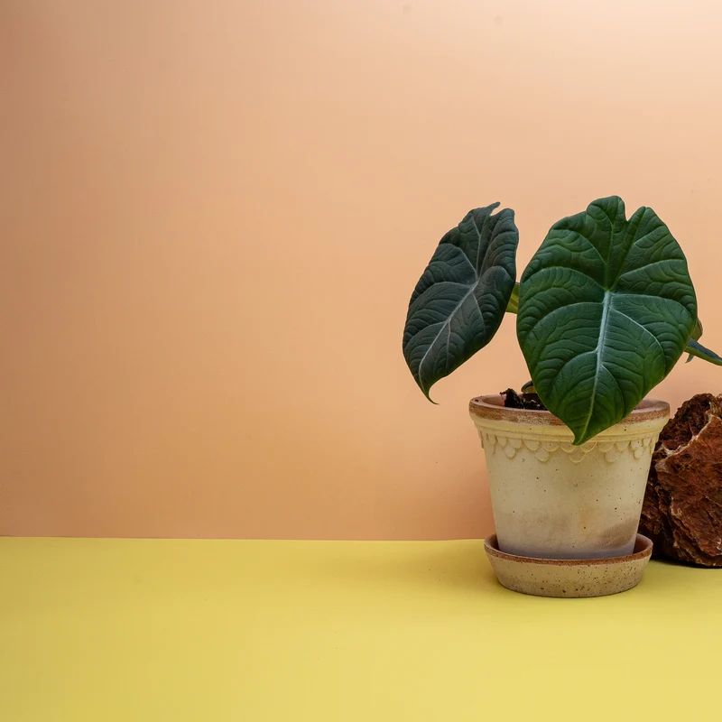 ALOCASIA MAHARANI