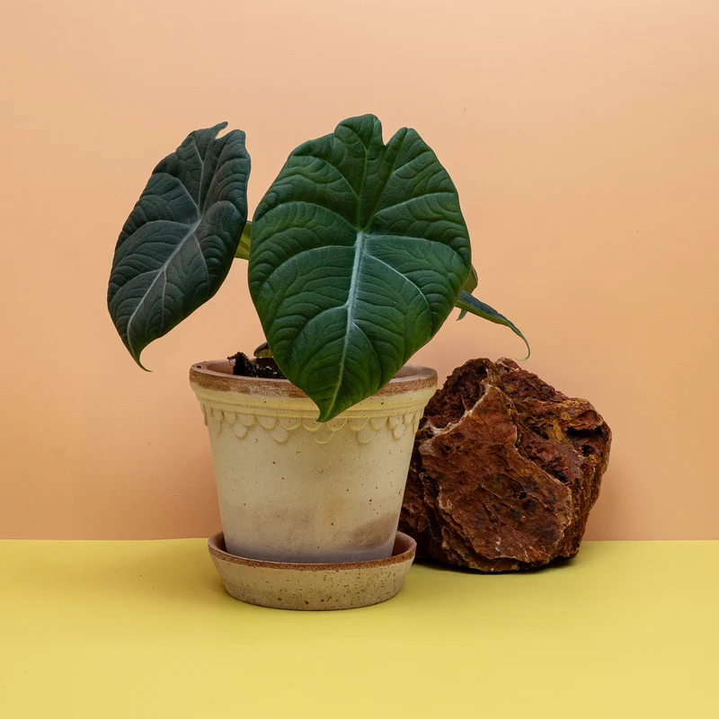 ALOCASIA MAHARANI