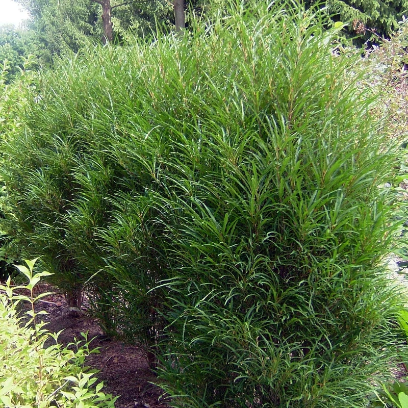 Farnblättriges Säulen-Pulverholz 'Fine Line®', 8 Pflanzen