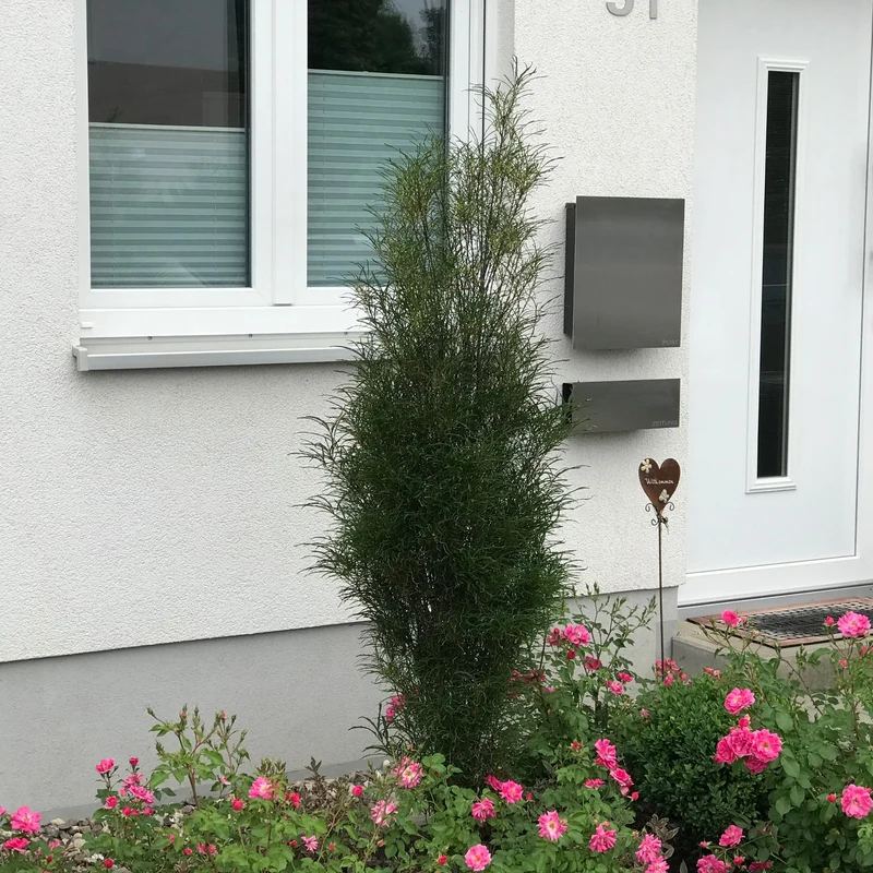 Farnblättriges Säulen-Pulverholz 'Fine Line®', 8 Pflanzen