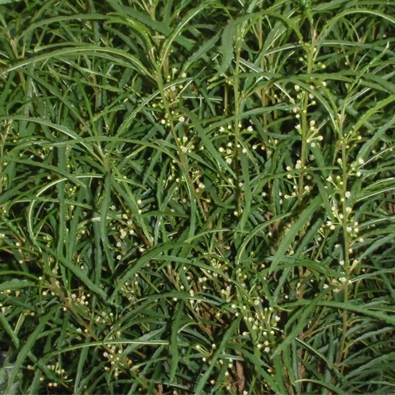 Farnblättriges Säulen-Pulverholz 'Fine Line®', 8 Pflanzen