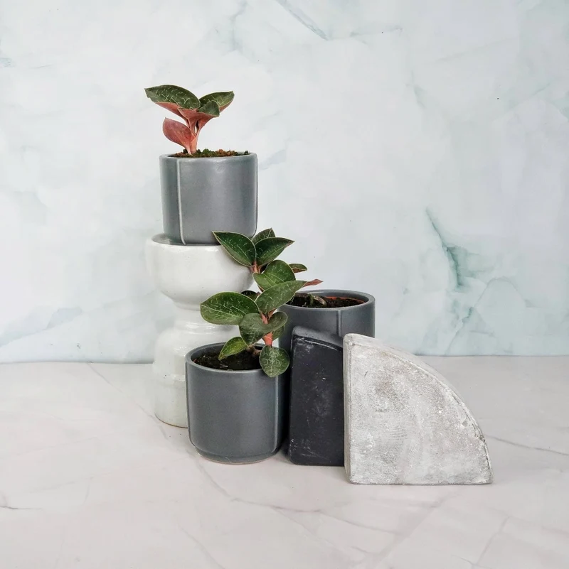 JEWEL ORCHID ANOECTOCHILUS FORMOSANUS