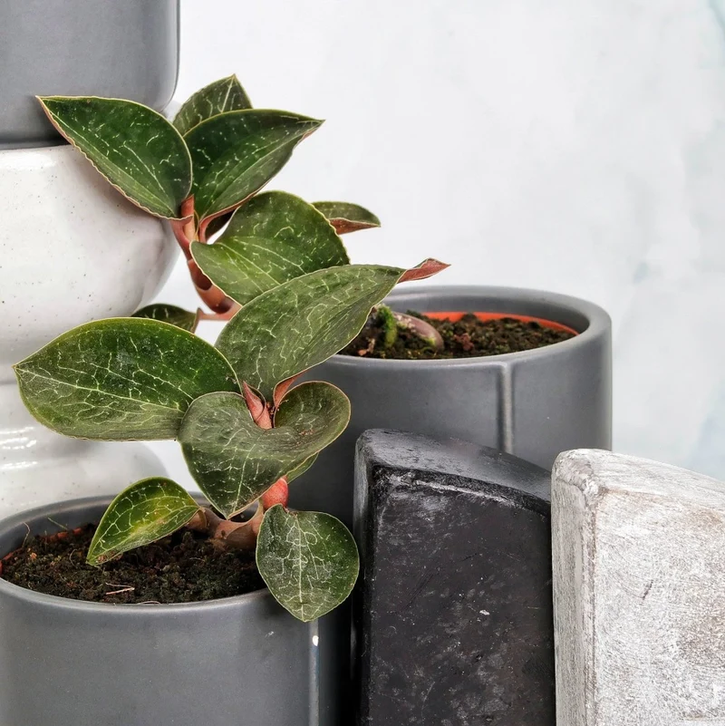 JEWEL ORCHID ANOECTOCHILUS FORMOSANUS