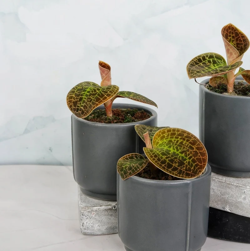 JEWEL ORCHID MACODES LOWII