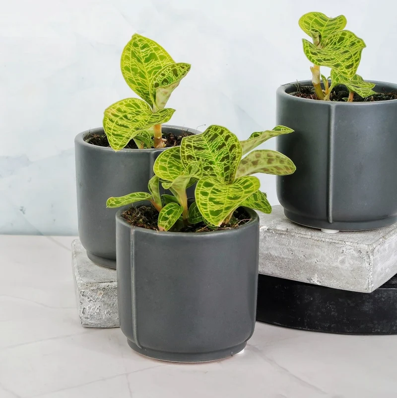 JEWEL ORCHID MACODES PETOLA