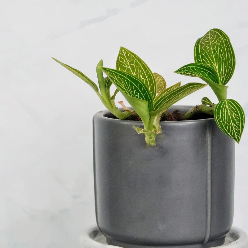 JEWEL ORCHID SPIDERMAN GREEN