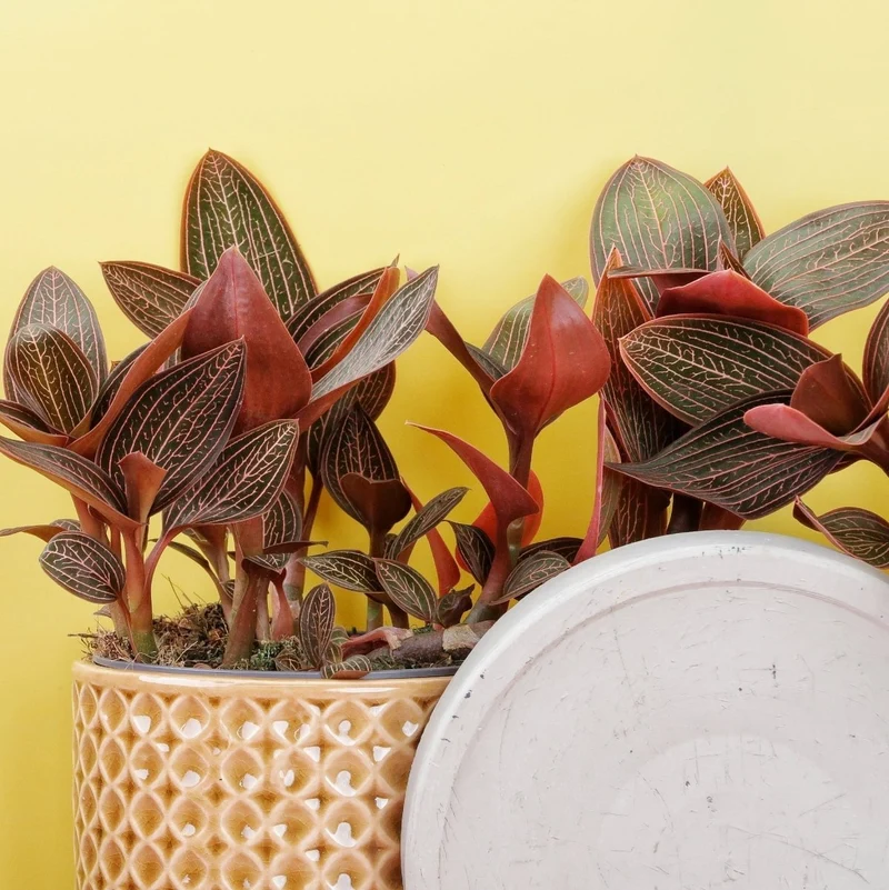 JEWEL ORCHID SPIDERMAN RED