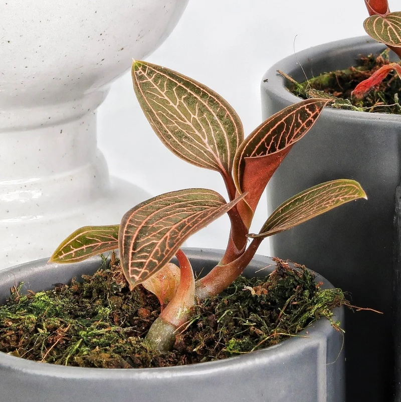 JEWEL ORCHID SPIDERMAN RED