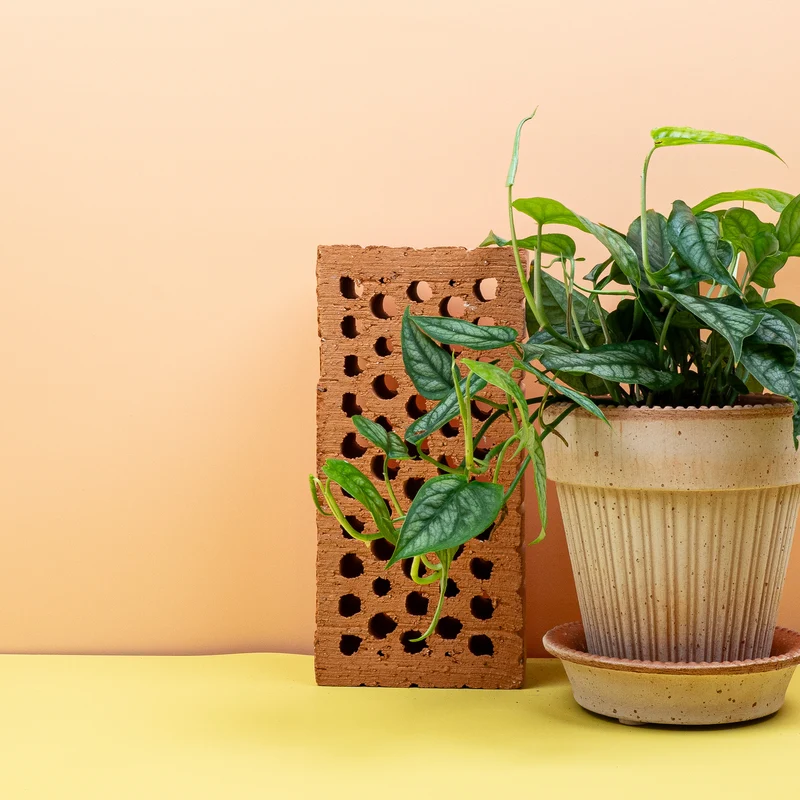 MONSTERA SILTEPECANA