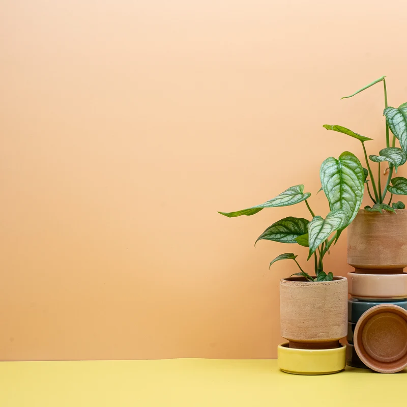 MONSTERA SILTEPECANA