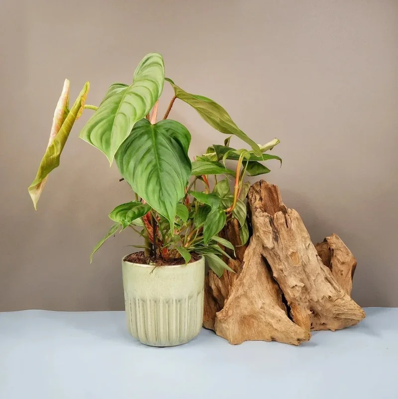 PHILODENDRON FUZZY PETIOLE