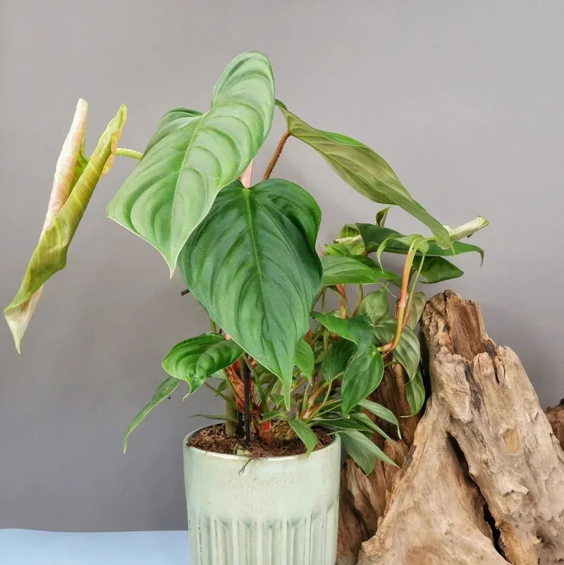 PHILODENDRON FUZZY PETIOLE