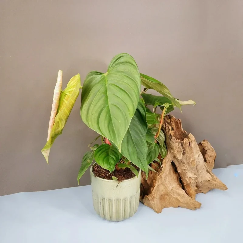 PHILODENDRON FUZZY PETIOLE
