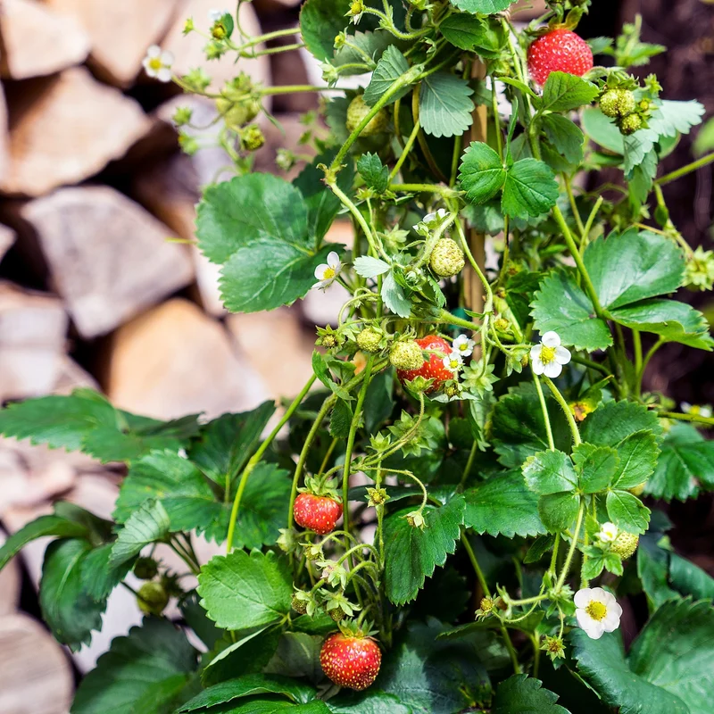 Erdbeere 'Lucky Berry®'