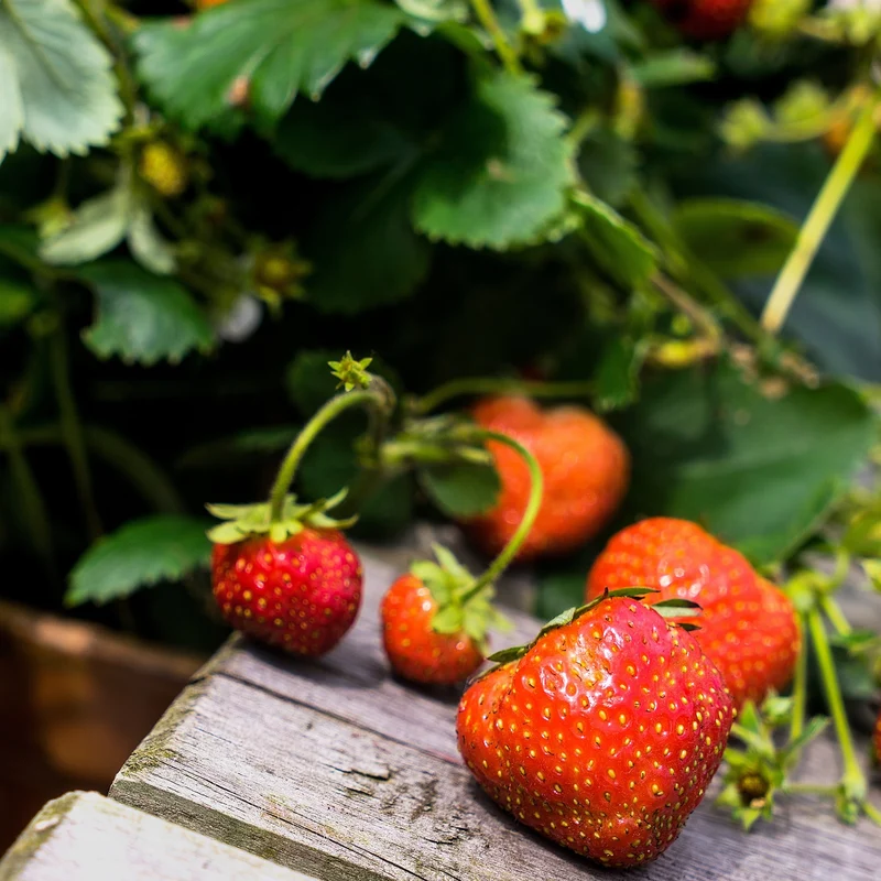 Erdbeere 'Lucky Berry®'