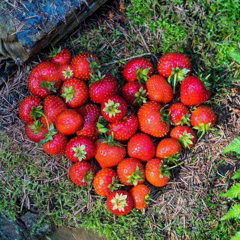 Erdbeere 'Lucky Berry®'