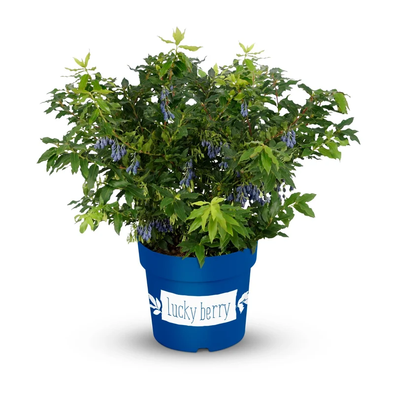 Blaubeere 'Lucky Berry®'