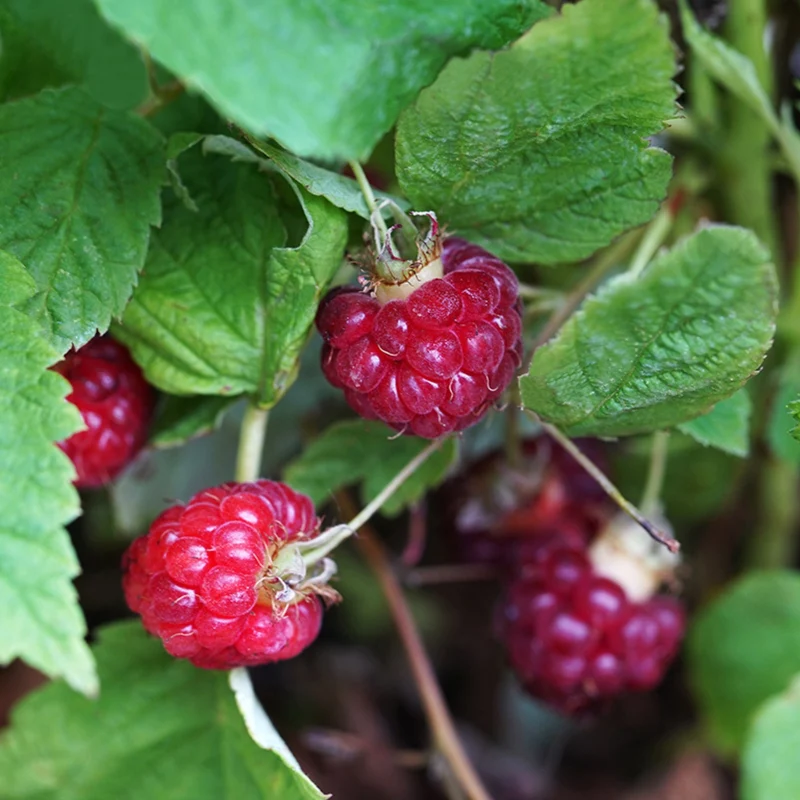 Himbeere 'Lucky Berry®'